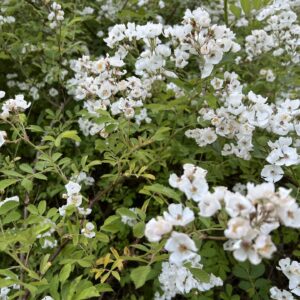 Wild Climbing Roses - White Blossoms