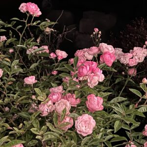 Queen Elizabeth Rose - Pink Blossoms