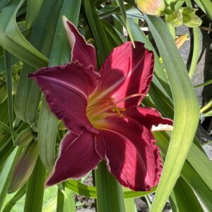 Daylily Autumn Red
